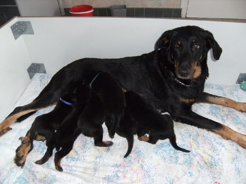 Chiot Berger de Beauce Du Petit Bongy